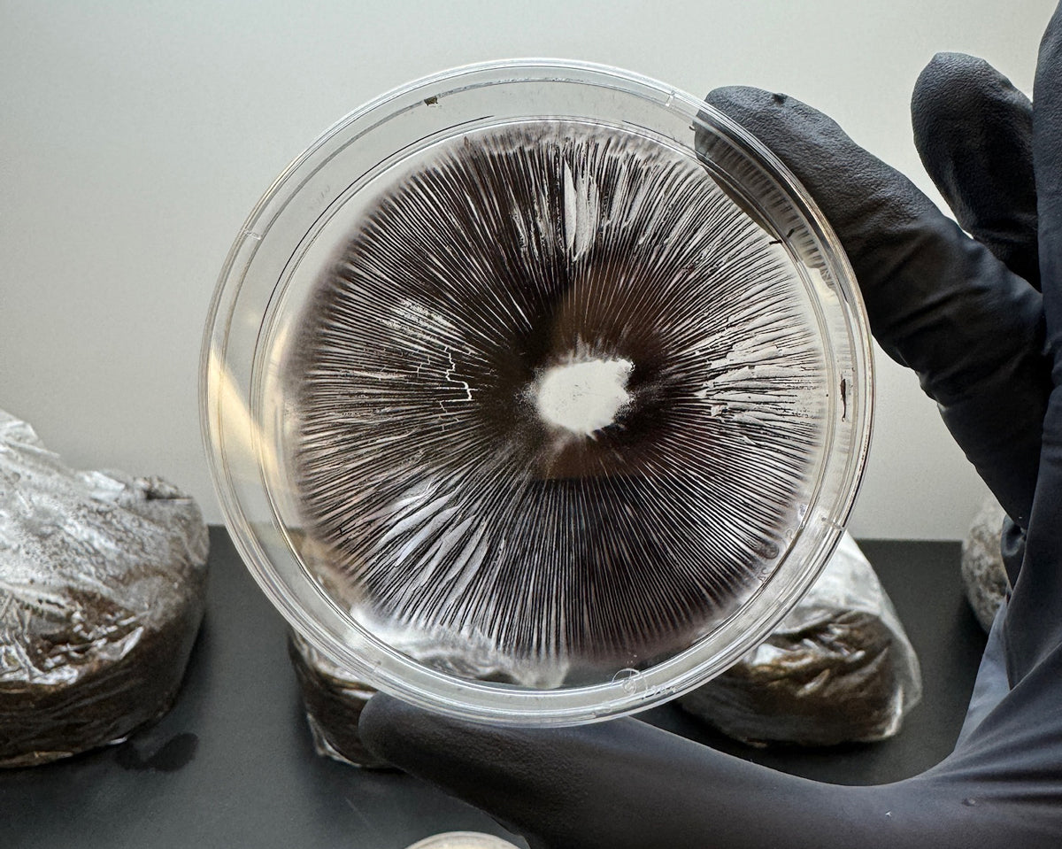 Mushroom Anatomy & Physiology - The structure and function of a mushroom