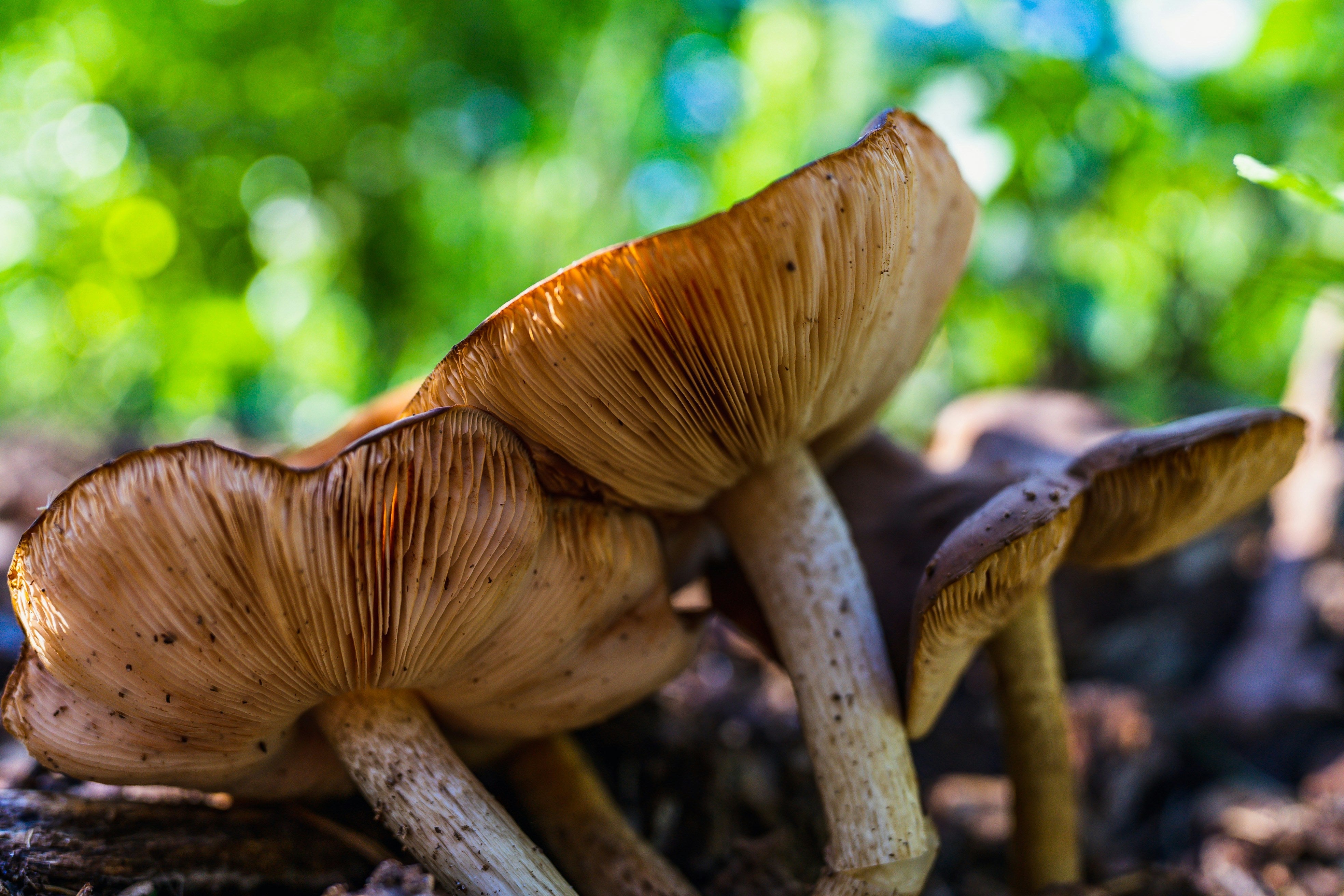 Mushroom Cultivation: A Step-by-Step Overview