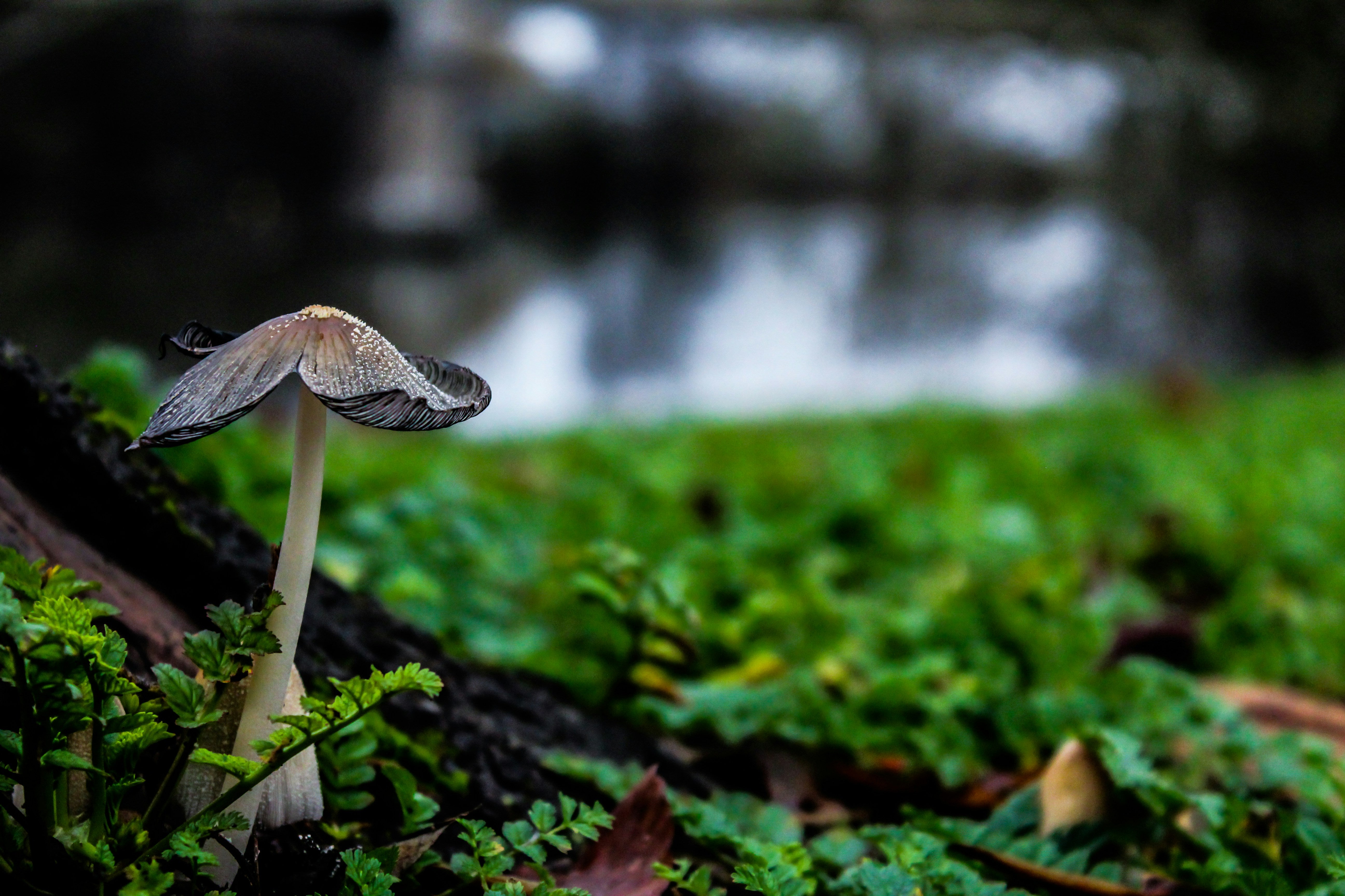Humans and Fungus: Our Oldest Neighbor