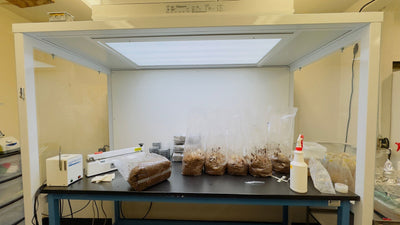Still Air Box vs. Flow Hood In Mushroom Cultivation