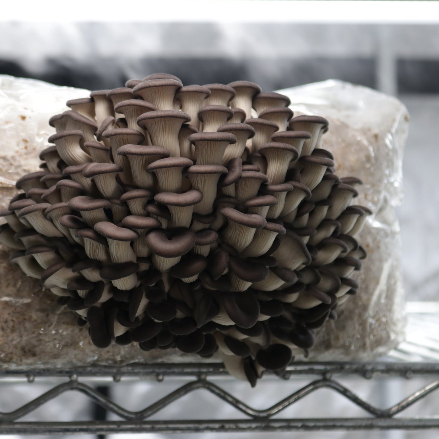 Build-Your-Own Mushroom Box