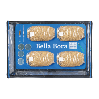 Bella Bora Still Air Box viewed from above, displaying substrate bags, petri dishes, syringes, and other mycology tools laid out on the blue base inside the clear box.