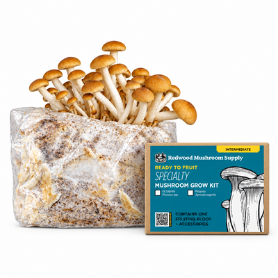 Pioppino Mushroom Grow Kit