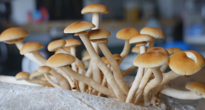 Pioppino Mushroom Grow Kit