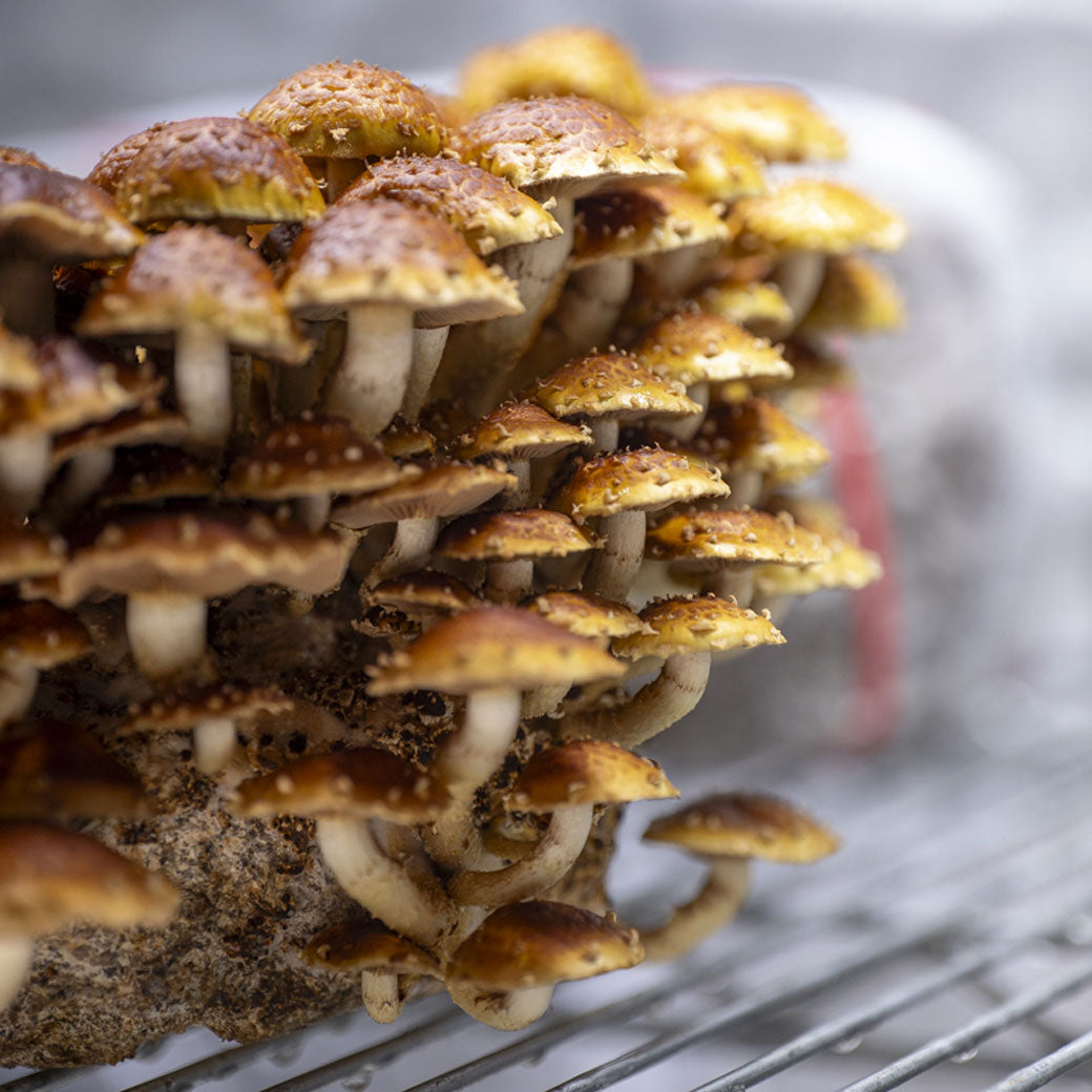 Chestnut Mushroom Grow Kit