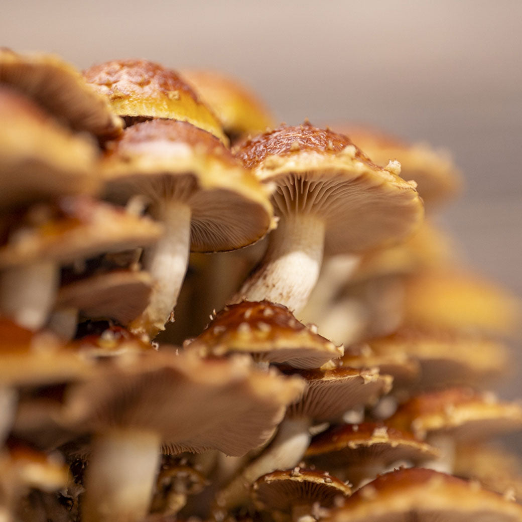 Chestnut Mushroom Grow Kit
