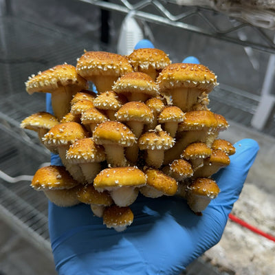 Chestnut Mushroom Grow Kit