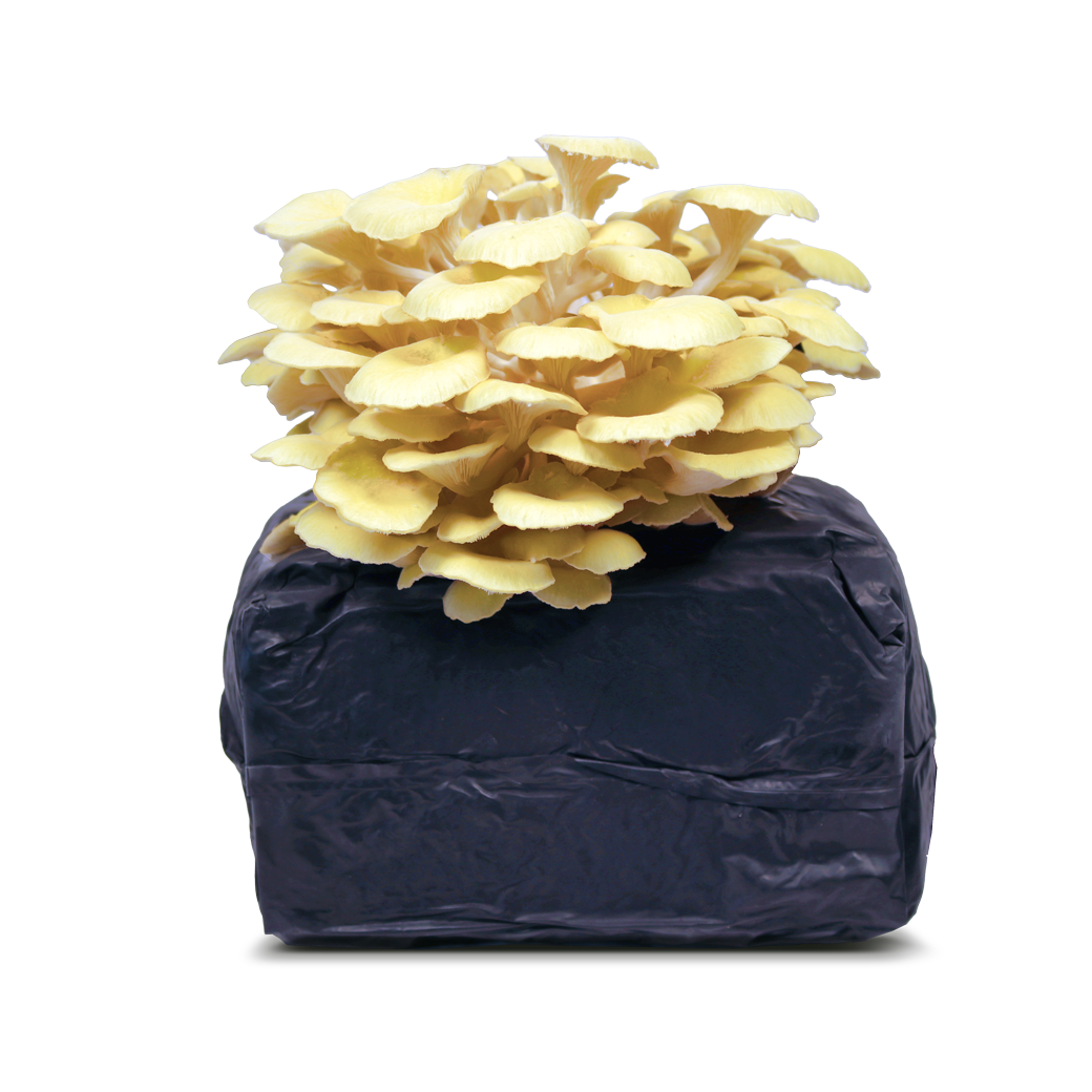 Yellow Oyster Mushroom Grow Kit