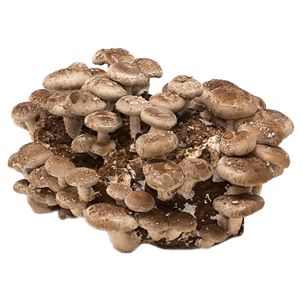 An inoculated mushroom fruiting block with brown mycelium and round brown shiitake mushrooms growing out of it.