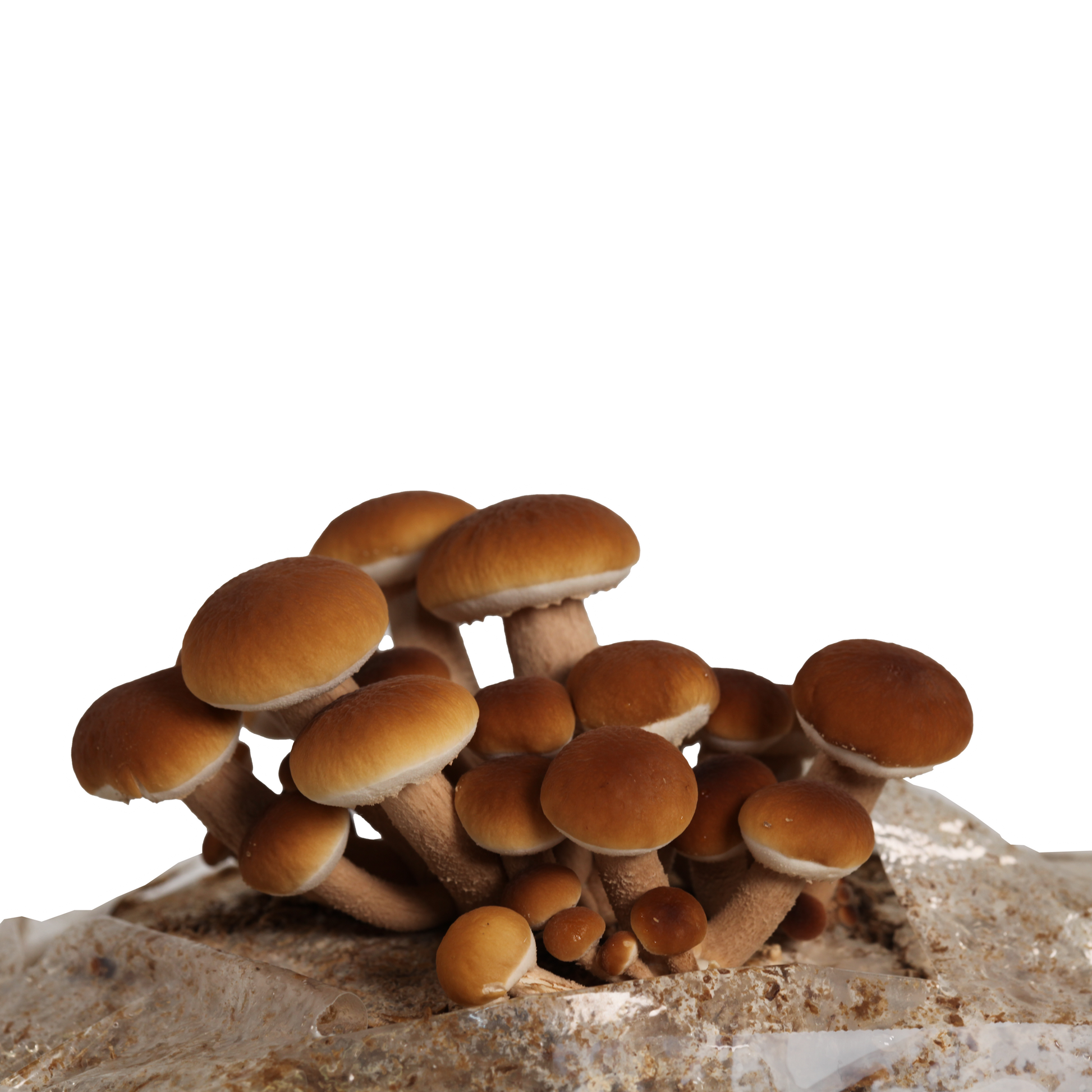 Cluster of Pioppino mushrooms growing on substrate, illustrating successful cultivation with methods from Redwood Mushroom Supply