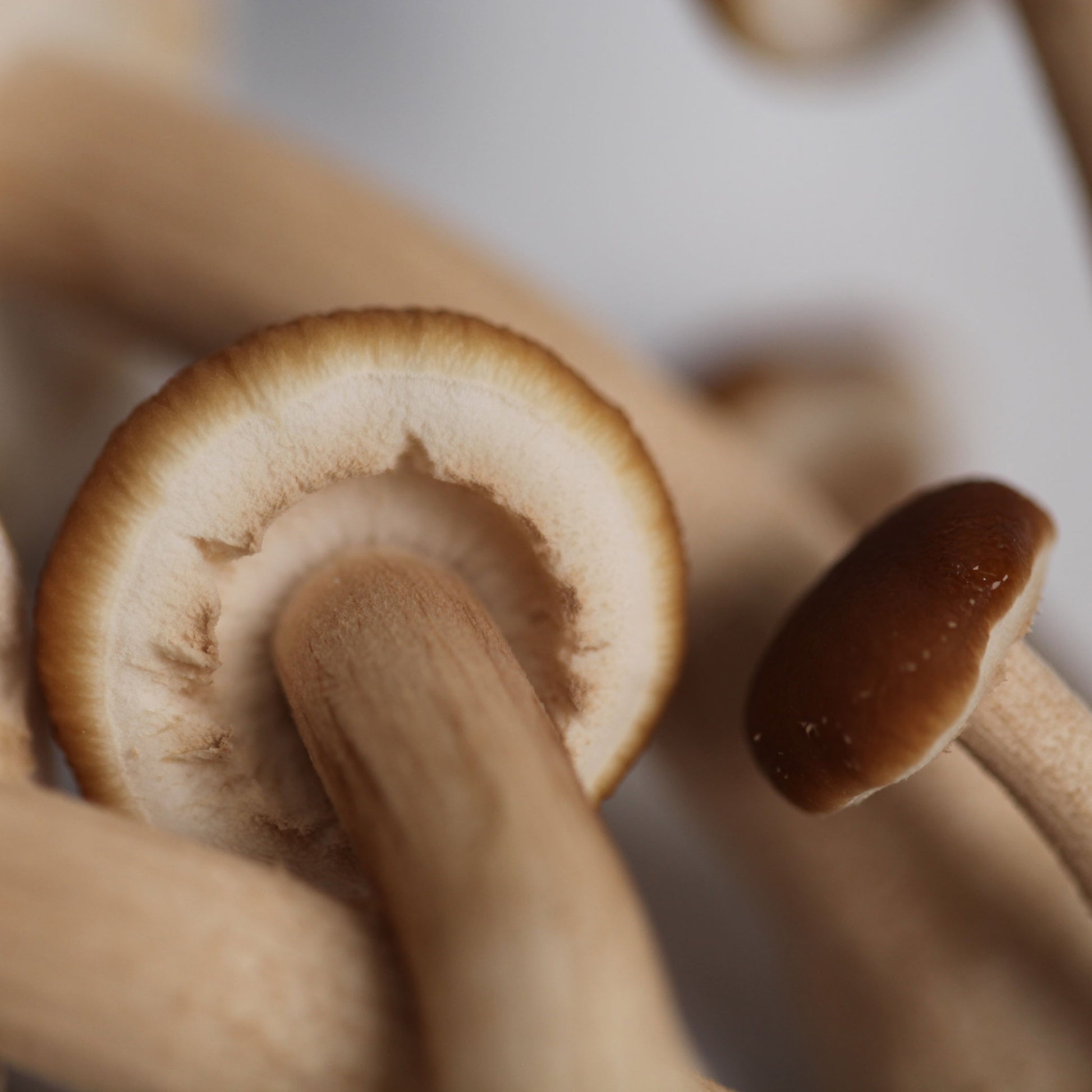 Close-up of the cap of a Pioppino mushroom, highlighting the texture and natural color contrast offered by Redwood Mushroom Supply