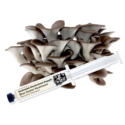 Close-up view of blue oyster mushrooms with a syringe representing high-quality liquid culture from Redwood Mushroom Supply