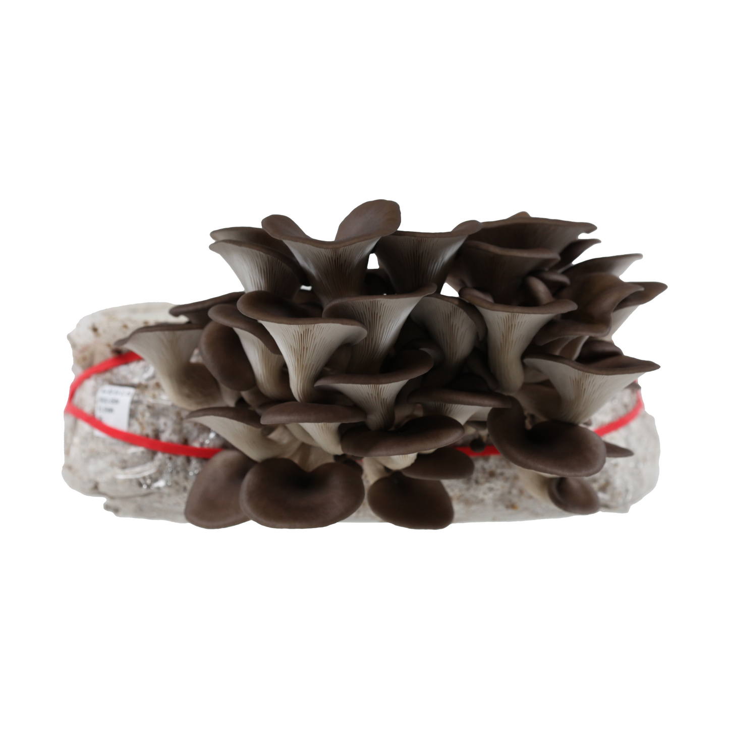 Blue oyster mushrooms growing in a substrate bag tied with red string, showcasing a healthy colonization from Redwood Mushroom Supply