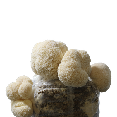 Lion's mane mushrooms growing robustly in a cultivation bag, demonstrating advanced cultivation methods from Redwood Mushroom Supply