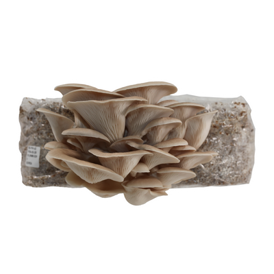 Grey oyster mushrooms flourishing in a substrate bag, demonstrating effective growth and cultivation techniques from Redwood Mushroom Supply