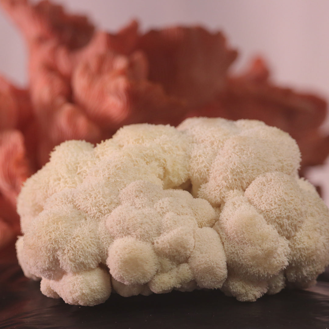 Lions mane mushroom grow kit with a pink oyster mushroom grow kit in the background