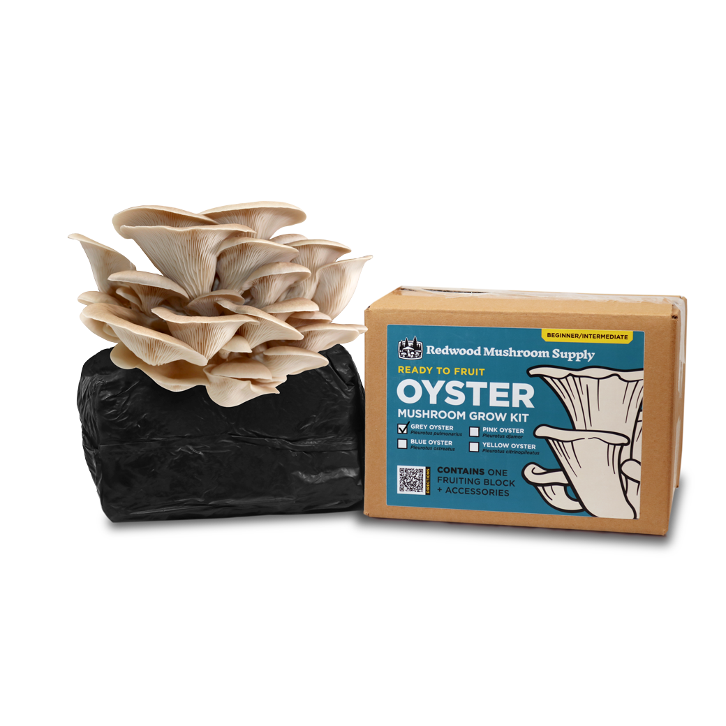 Grey Oyster Mushroom Grow Kit