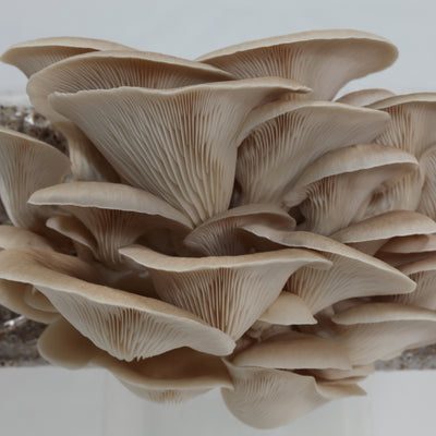 Grey Oyster Mushroom Grow Kit