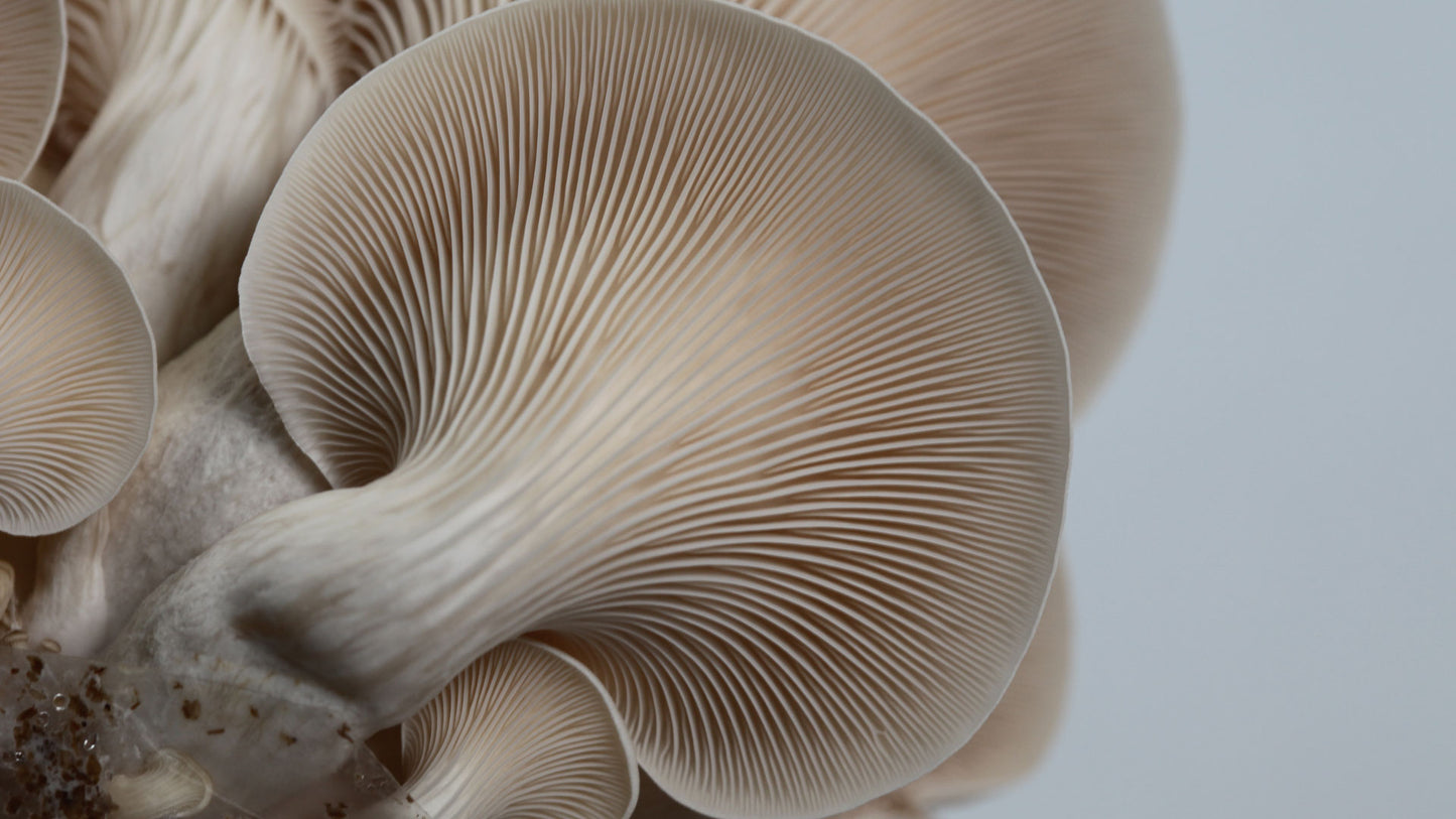 Build-Your-Own Mushroom Box