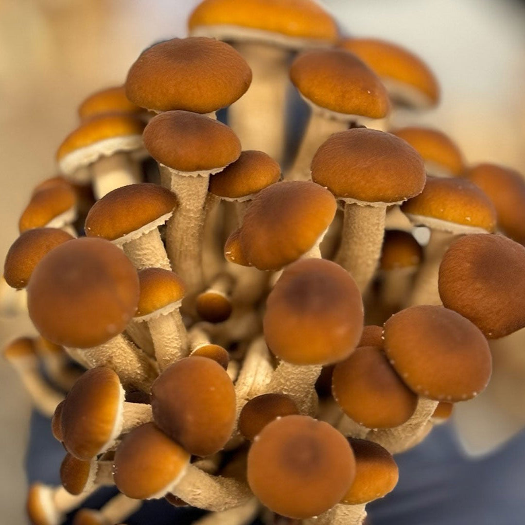 Build-Your-Own Mushroom Box