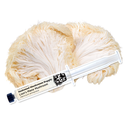 Lion's mane mushrooms showcased with a syringe, exemplifying Redwood Mushroom Supply's high-quality liquid cultures