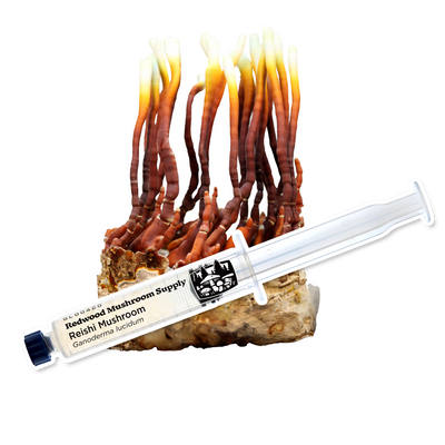 Reishi mushrooms displayed with a syringe, illustrating the vibrant and distinct growth stages offered by Redwood Mushroom Supply