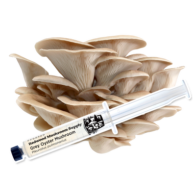 Elevated view of grey oyster mushrooms with a syringe showcasing premium liquid culture by Redwood Mushroom Supply
