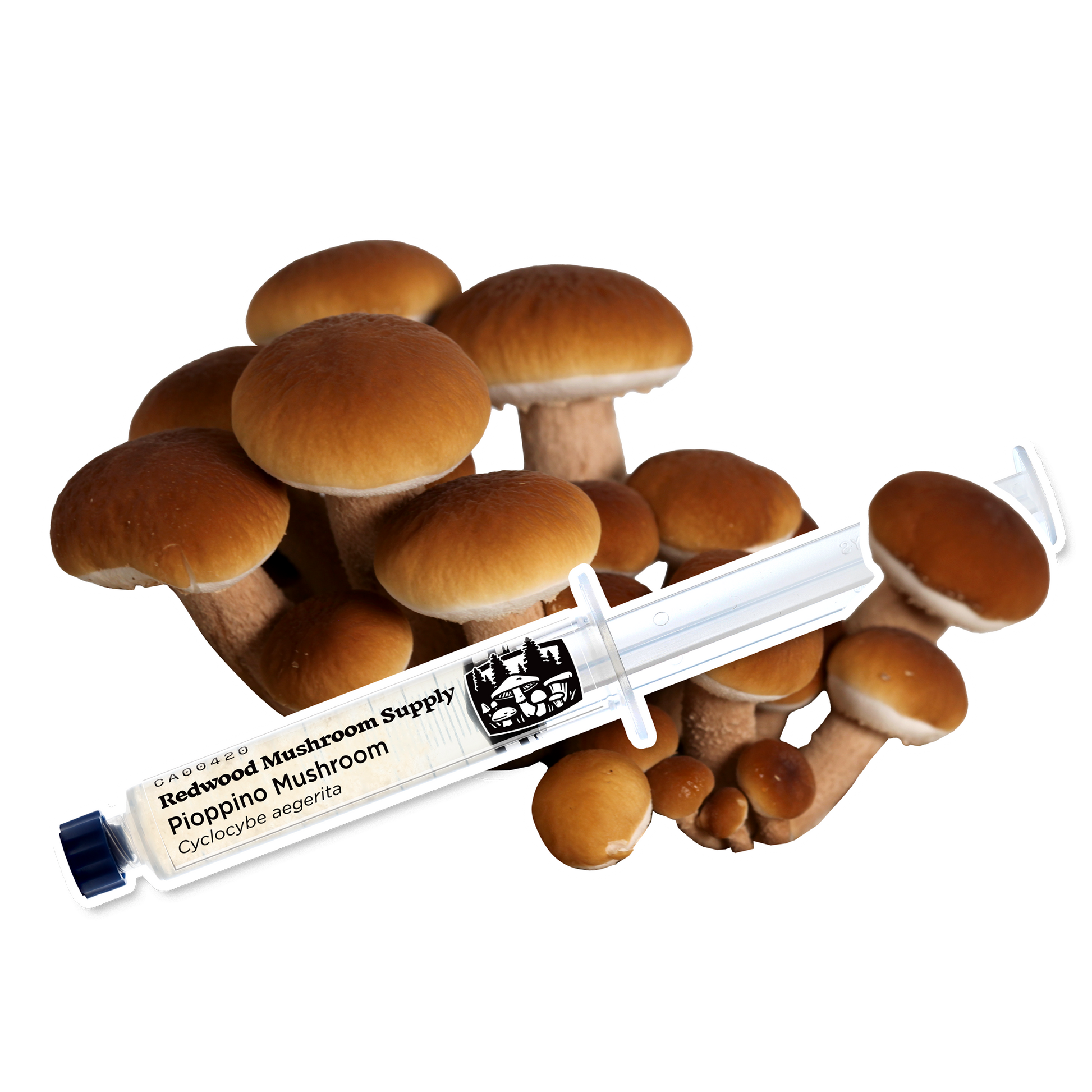 Pioppino mushrooms elegantly displayed with a syringe, showcasing the premium quality of liquid cultures from Redwood Mushroom Supply