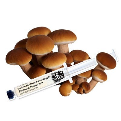 Pioppino mushrooms elegantly displayed with a syringe, showcasing the premium quality of liquid cultures from Redwood Mushroom Supply