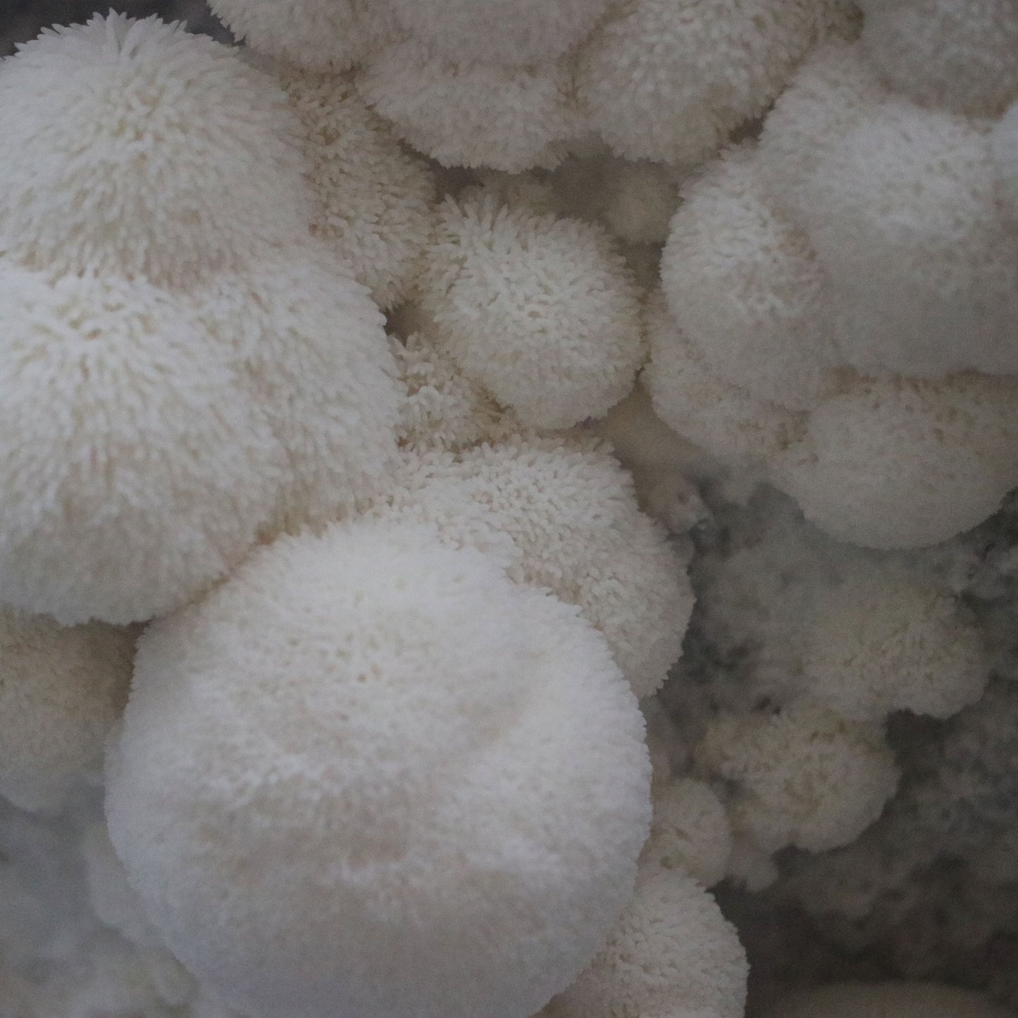 A macro image of lion's mane mushrooms showing clusters of white pom-pom fruits.