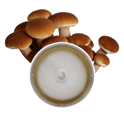 A circular petri dish containing a mycelial culture of the Pioppino mushroom with pioppino mushrooms indicative of the species in the background.