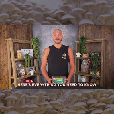 'All-in-One' Mushroom Grow Bag - Wood-Lover