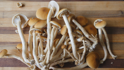 How to Grow Pioppino Mushrooms with a Grow Kit