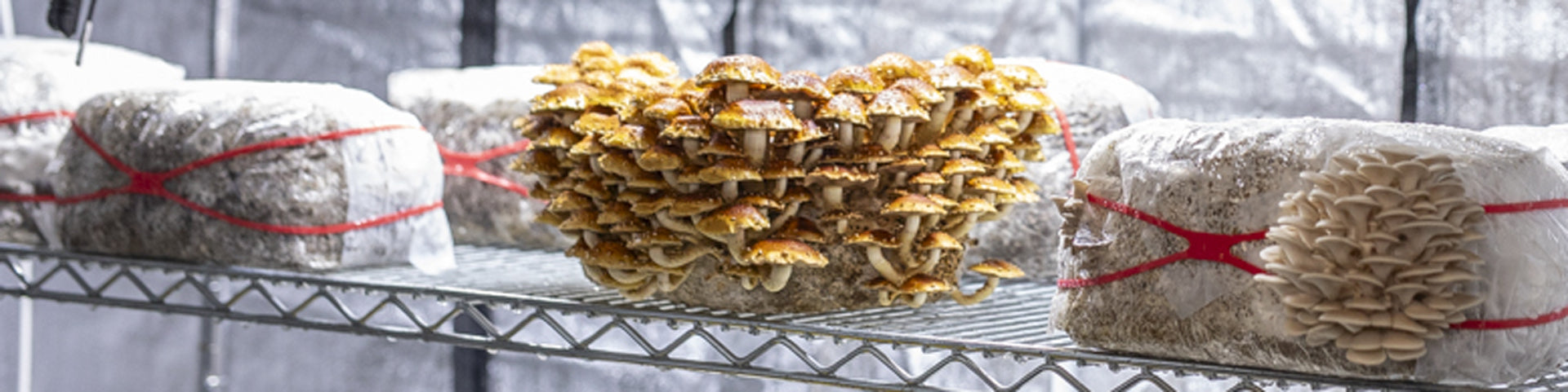 How to Grow Chestnut Mushrooms with a Grow Kit