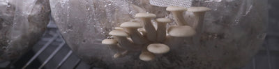 How to Grow Grey Oyster Mushrooms with a Grow Kit