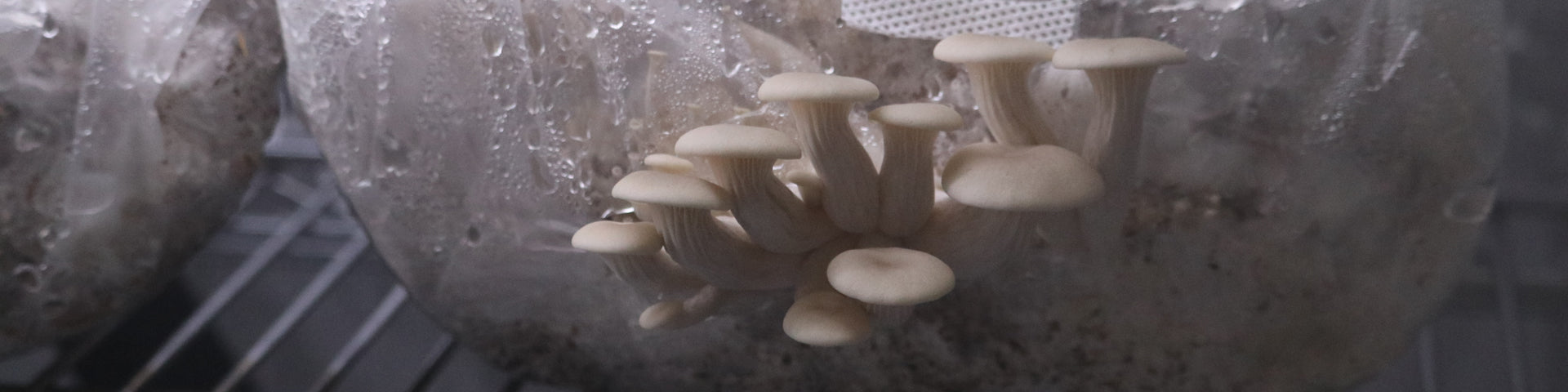 How to Grow Grey Oyster Mushrooms with a Grow Kit