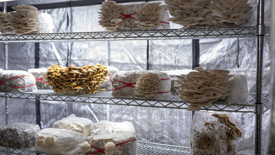 How to Setup  Mushroom Grow Tents
