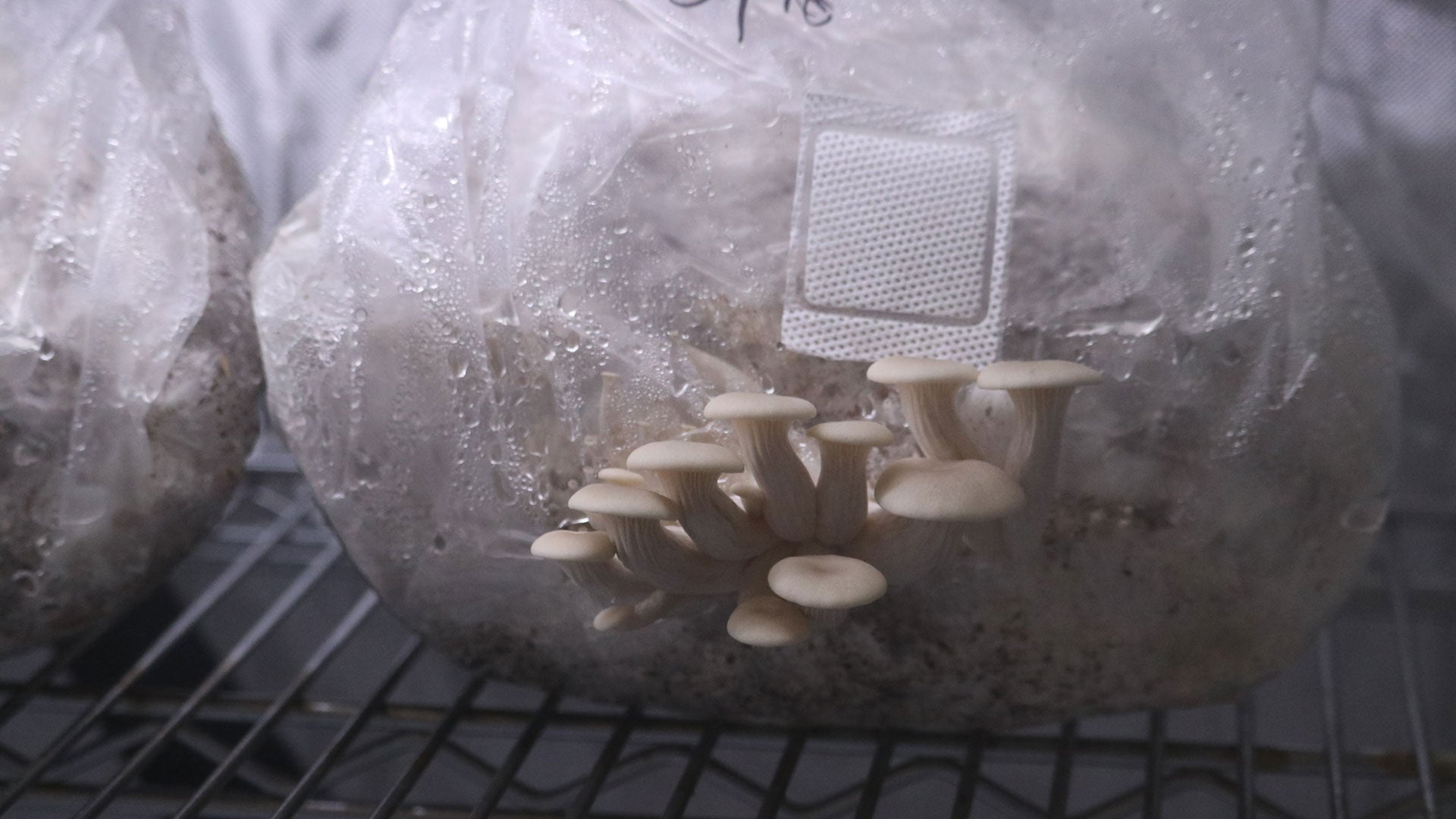 Fresh Air Exchange For Mushroom Cultivation