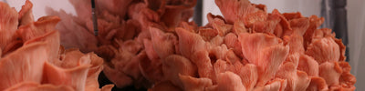 How to Grow Pink Oyster Mushrooms with a Grow Kit