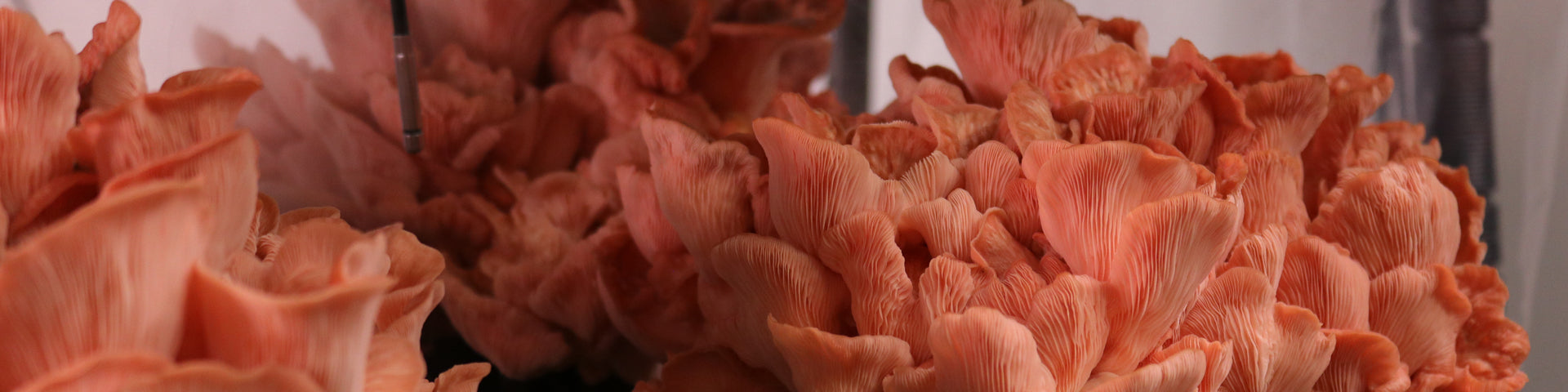How to Grow Pink Oyster Mushrooms with a Grow Kit