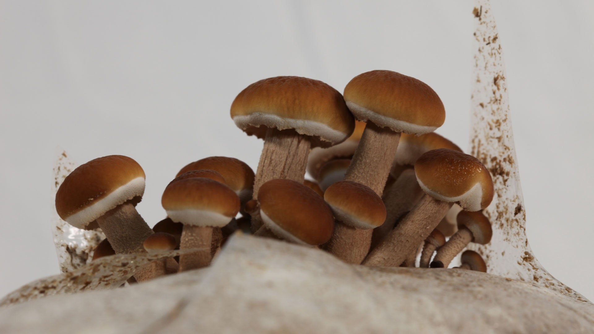 How To Grow Pioppino Mushrooms