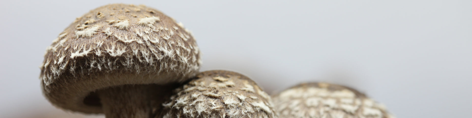 How to Grow Shiitake Mushrooms with a Grow Kit