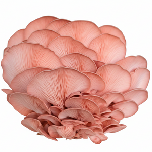 Pink Oyster Mix & Match Grow Kit