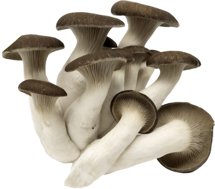 Black Pearl Oyster Grow Kit