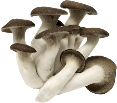 Black Pearl Oyster Grow Kit