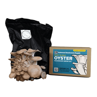 Black Pearl Oyster Grow Kit