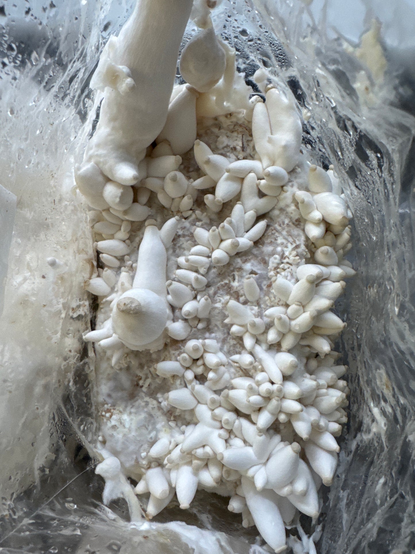 King Trumpet Mushroom Grow Kit