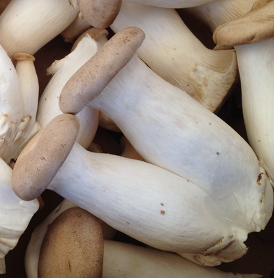 King Trumpet Mushroom Grow Kit