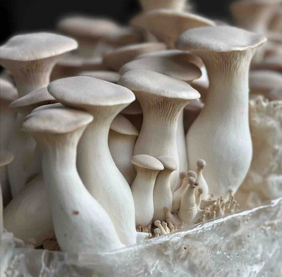 King Trumpet Mushroom Grow Kit