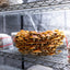 Gourmet Mushroom Kit Subscription Box
